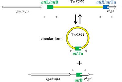 Excision and Circularization of Integrative Conjugative Element Tn5253 of Streptococcus pneumoniae